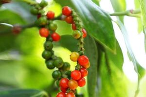 Giá hồ tiêu hôm nay (23-4): Không biến động