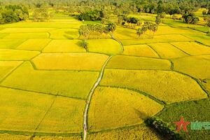 Luật Đất đai 2024: Kỳ vọng giải quyết tình trạng gom đất nông nghiệp rồi... bỏ hoang