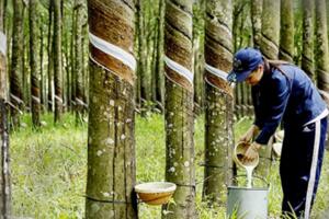 Tháng 3, xuất khẩu cao su Việt Nam tăng trưởng mạnh