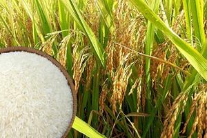 Giá lúa gạo hôm nay ngày 26/4: Giá lúa đồng loạt tăng