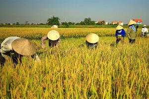 Giá gạo hôm nay 3-5: Không có biến động 