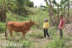 Trợ lực cho người nghèo phát triển chăn nuôi