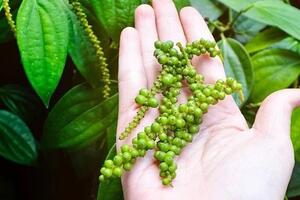 Giá hồ tiêu hôm nay (10-5): Đồng loạt giảm 2.000 đồng/kg