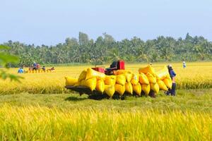 Cá nhân không trực tiếp sản xuất nông nghiệp vẫn được nhận chuyển nhượng đất trồng lúa
