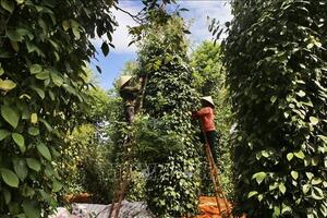 Giá hồ tiêu hôm nay (15-5): Đồng loạt bật tăng trở lại