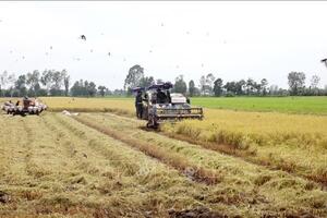 Giá lúa gạo hôm nay (15-5): Tăng giảm trái chiều