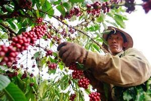 Nguồn cung hạn chế, lượng cà phê xuất khẩu có xu hướng giảm