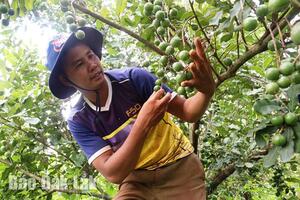 Nông dân thu lợi từ trồng mắc ca xen cà phê