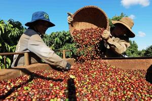 Giá cà phê xuất khẩu vào đà tăng mạnh, cà phê Robusta sẽ quay lại đỉnh?