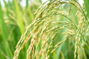 Giá lúa gạo hôm nay (22-5): Giá gạo tiếp tục tăng