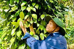 Giá hồ tiêu tăng mạnh