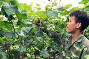 Thư về tòa soạn: Phát triển kinh tế nhờ cây nho Hạ Đen