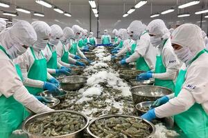 EU là điểm sáng của thị trường xuất khẩu tôm Việt Nam