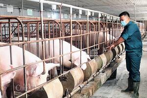 Giá heo hơi hôm nay ngày 23/5/2024: Tăng cao nhất 2.000 đồng/kg