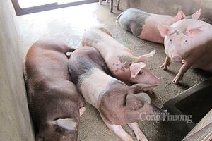 Giá heo hơi hôm nay ngày 27/5/2024: Tăng nhẹ 1.000 đến 2.000 đồng/kg