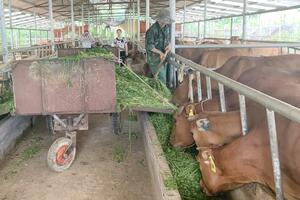 Lào Cai: Xây dựng vùng an toàn dịch bệnh, nâng cao giá trị sản phẩm