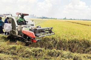 Giá lúa gạo hôm nay ngày 28/5: Giá lúa đồng loạt quay đầu giảm mạnh 400 đồng/kg
