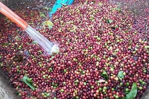 Giá cà phê xuất khẩu bật tăng, Robusta chạm mốc 4.200 USD/tấn