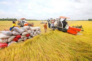 Giá lúa gạo hôm nay ngày 30/5: Giá lúa giảm nhẹ 500 đồng, giao dịch lai rai