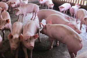 Giá lợn hơi hôm nay (31-5): Đi ngang trên diện rộng