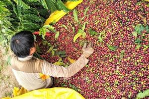 Giá cà phê hôm nay (ngày 3-6): Giảm 4.000 đồng/kg