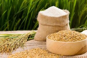 Giá lúa gạo hôm nay (4-6): Giá gạo tiếp tục tăng 100-150 đồng/kg