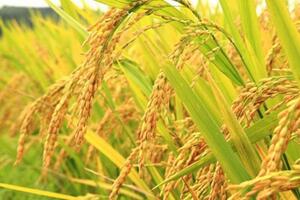 Giá lúa gạo hôm nay (5-6): Giá gạo trong nước tăng