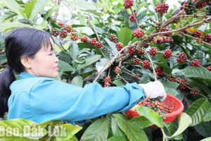 Những cảnh báo khi giá cà phê tăng cao