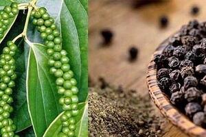 Hồ tiêu và cà phê bị nghi rút ruột tại cảng Cát Lái: VPSA đã làm việc với Tân cảng Sài Gòn
