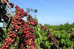 Lo ngại triển vọng nguồn cung Robusta từ Việt Nam, giá cà phê xuất khẩu sẽ tăng trở lại