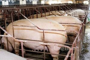 Giá heo hơi hôm nay ngày 24/6/2024: Neo ở mức cao, dưới mốc 70.000 đồng/kg