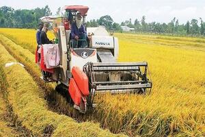 Giá lúa gạo hôm nay ngày 26/6: Tiếp tục xu hướng đi ngang; giá gạo xuất khẩu bất ngờ tăng nhẹ