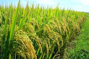 Giá lúa gạo hôm nay (27-6): Giá gạo hôm nay có xu hướng đi ngang