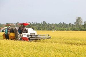 Giá lúa gạo hôm nay ngày 3/7: Giá giá gạo giảm 100 -150 đồng/kg, giá lúa giảm 100 đồng/kg