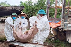 Người chăn nuôi nhận thức hạn chế, công tác chống dịch chưa quyết liệt