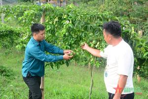 Điện Biên: Xóa nghèo, nhờ trồng chanh leo