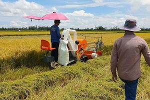 Giá lúa gạo hôm nay ngày 4/7: Giá gạo tăng 100 đồng/kg, giá lúa đi ngang