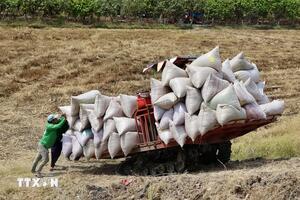 Giá lúa gạo hôm nay (5-7): Gạo nguyên liệu tăng