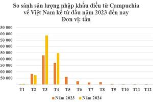 Việt Nam tăng nhập khẩu hạt điều từ thị trường Campuchia