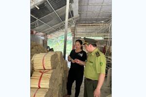 Huyện Quan Sơn (Thanh Hóa): Cần gỡ khó cho người trồng nứa, vầu