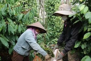 Giá tiêu hôm nay 16/7/2024: Ngày thứ 2 duy trì mức giá 150.000-151.000 đồng/kg