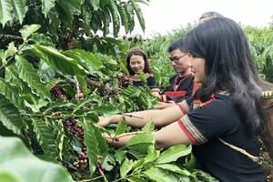 Lượng xuất khẩu cà phê đạt 1,2 triệu tấn trong 8 tháng đầu niên vụ 2023-2024