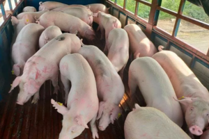 Giá heo hơi hôm nay ngày 22/7/2024: Đi ngang trên diện rộng, cao nhất 66.000 đồng/kg