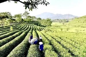 Tuyên Quang: 7 sản phẩm nông sản tiêu biểu sẽ được xuất khẩu sang châu Âu