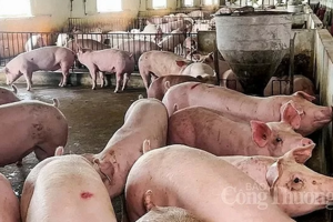 Giá heo hơi hôm nay ngày 23/7/2024: Tăng, giảm trái chiều cao nhất 66.000 đồng/kg