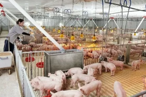 Giá heo hơi hôm nay ngày 24/7/2024: Tăng nhẹ 1.000 đồng/kg ở khu vực phía Nam