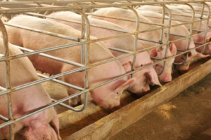 Giá heo hơi hôm nay ngày 25/7/2024: Tăng nhẹ 1.000 đồng/kg ở miền Nam và miền Trung - Tây Nguyên