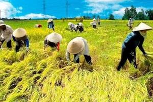 Giá lúa gạo hôm nay ngày 25/7: Giá lúa tăng, giảm trái chiều từ 100 -200 đồng/kg; thị trường giao dịch chậm