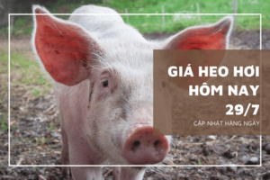 Giá heo hơi hôm nay ngày 29/7/2024: Giảm 1.000 đồng/kg ở cả 3 miền, thấp nhất 62.000 đồng/kg