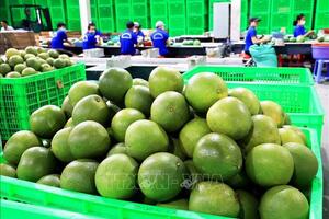 Quả bưởi tươi Việt Nam chính thức được phép xuất khẩu sang Hàn Quốc